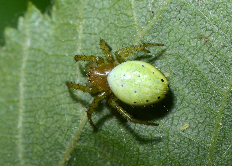 Araniella sp. - Sassa (AQ)